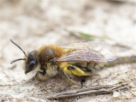 Evita las plagas de la abeja solitaria del terreno con Ezsa