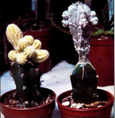 Cómo hacer injertos con cactus - Id Plantae