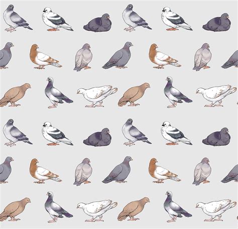 Pigeon pattern | Ilustraciones, Dibujos, Pajaritos