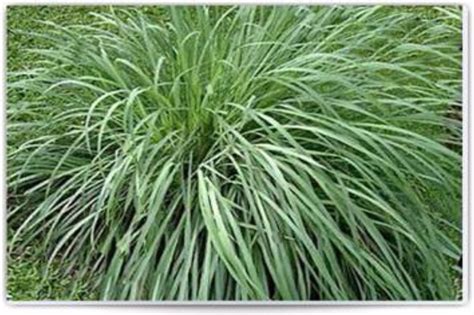 Citronella (Cymbopogon winterianus) Wild Crafted Essential Oil | Mosquito repelling plants ...