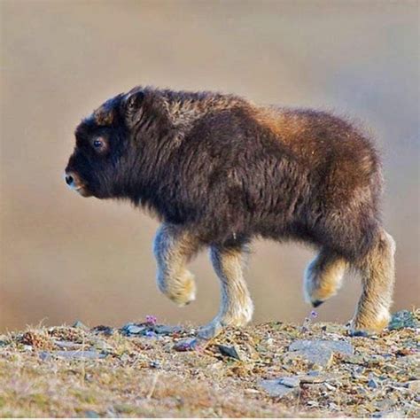 Just a baby bison - Animals | Animals wild, Cute animals, Animals