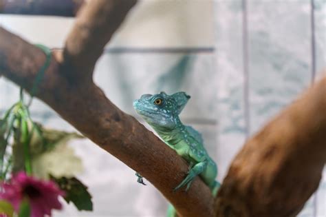 Um camaleão no zoológico senta-se em um galho em um aviário A vida dos animais em uma gaiola ...