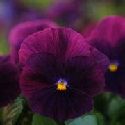 Cool Wave Purple Pansy Seeds - Trailing Pansy Flower Seeds