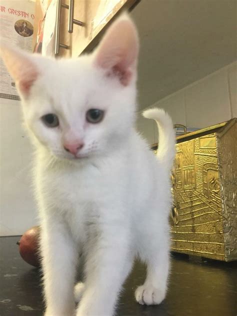 PURE WHITE TURKISH ANGORA KITTENS FOR SALE | in Edgware, London | Gumtree