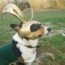 The Avengers Loki Dog Costume - Photo 2/2