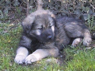 Karst Shepherd Dog Info, History, Temperament, Training, Puppy, Pictures