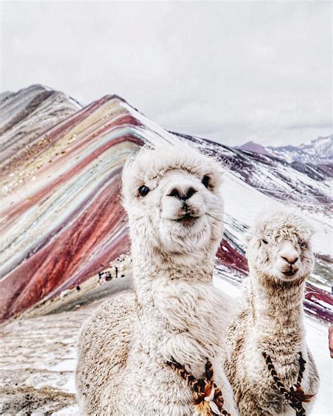 Discover Rainbow Mountain: 8 Photos of People & Llamas