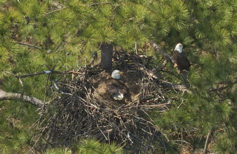 Bald Eagle Nesting Sites Overcrowded Thanks to Population Rebound ...