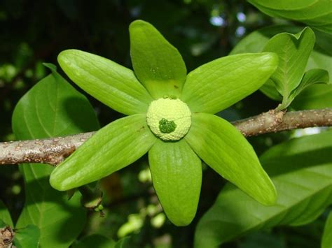 MBG: Research: Tanzania Botanical Training Program