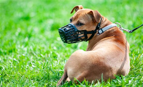 6 DIY Dog Muzzles: Make Your Own Muzzle!