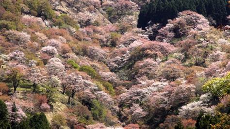 Mount Yoshino: Explore Japan's Best Cherry Blossom Spot | Japan Cheapo