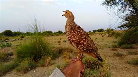 Teetar sound | gray francolin teetar sound | teetar awaz | female ...