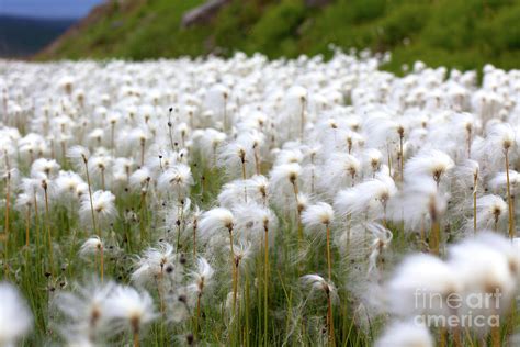 Arctic Cotton Grass in Iceland Photograph by Dvoevnore Photo - Fine Art America