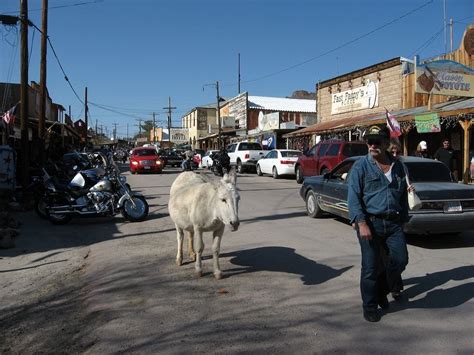 The Wild Burros of Oatman, Arizona | Amusing Planet