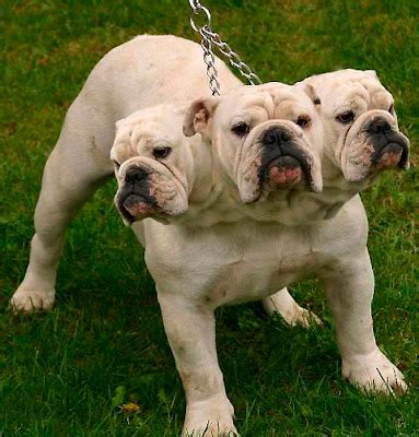 Insane Pics: Three Headed Dog