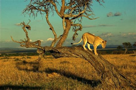 Lioness Descending From a Tree - Feline Facts and Information