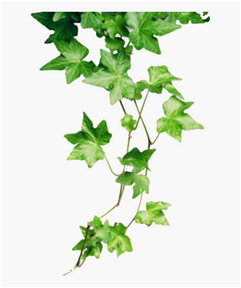 Transparent Poison Ivy Clipart - Poison Ivy Plant Cartoon, HD Png ...