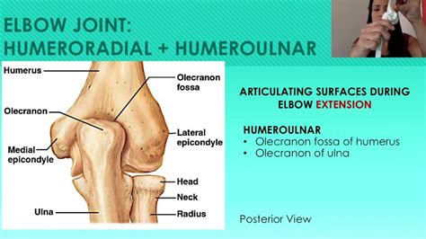 7. The Elbow: Humeroradial and Humeroulnar Joints - YouTube