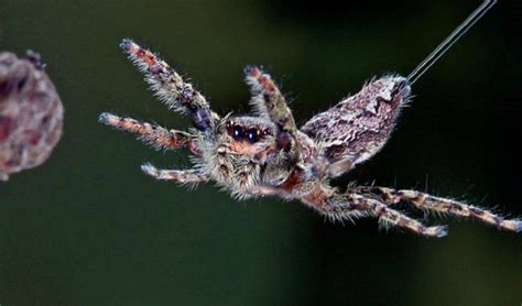 Flying Spiders in North Texas: Arachnophobes Recoil in Terror