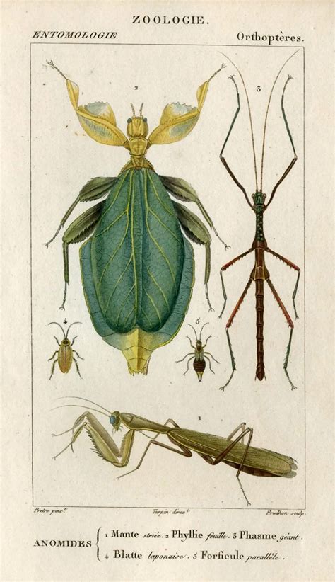 1816 insects original antique framed print engraving - ready to hang | Insetti, Illustrazione ...