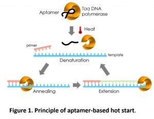 Hot start PCR | Phản ứng PCR | Tối ưu hóa PCR | Công ty Bimetech