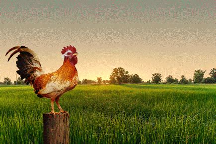 Rooster GIFs - Get the best GIF on GIPHY