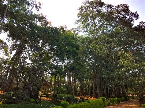 A trip to Big Banyan tree and Mandargiri hills - Yours Truly India-Walking Tours in Bangalore ...