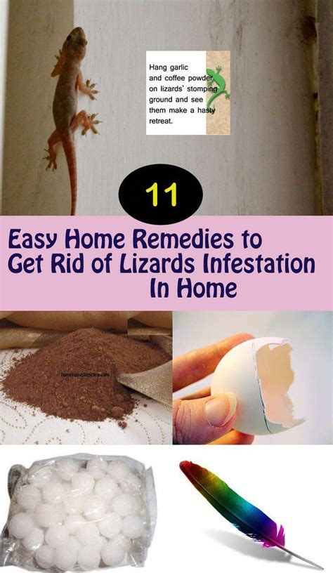 11 Safe Ways to Get Rid of Lizards from Your House # ...