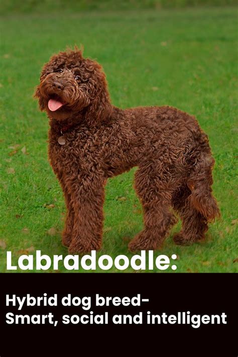 Labradoodle | Labradoodle dogs, Hybrid dogs, Labradoodle