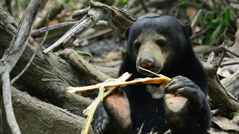 Sun Bear Diet | Sun Bear Eating Sugarcane | BSBCC - YouTube