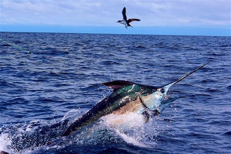 Sport Fishing Tournaments in the Caribbean - Southern Boating