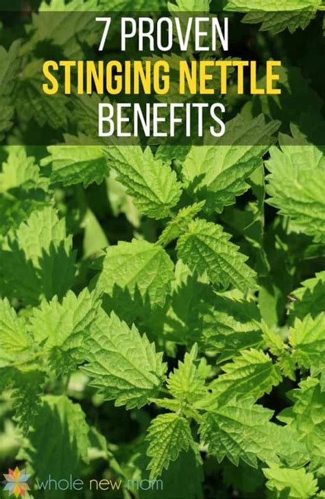 7 Proven Stinging Nettle Benefits - Whole New Mom