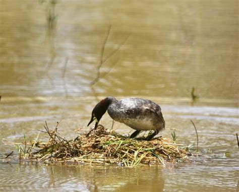 Grebe, Australasian | Central QLD Coast Landcare Network