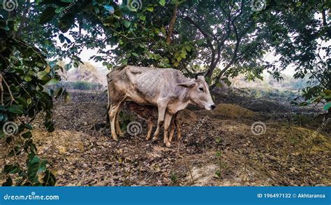 A Cow is Feeding Milk Its Calf. Cow and Calf Stock Photo - Image of ...