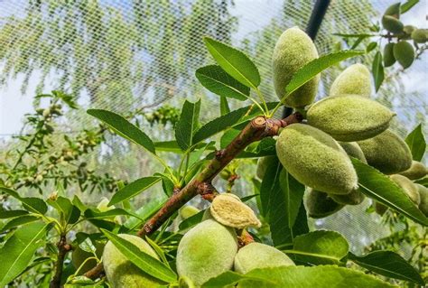 When should you pick your almonds? – Grow Great Fruit