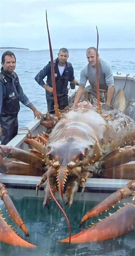 Astonishing Discovery: Puerto Rican Fishermen Land World’s Largest ...