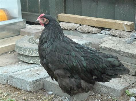 Crowing Australorp Hen or Rooster?? | BackYard Chickens