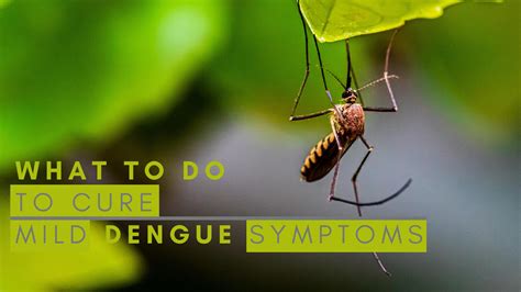 Dengue Menace In India: What To Do To Manage Mild Symptoms At Home - Boldsky.com