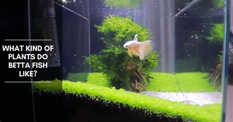 What Kind of Plants Do Betta Fish Like? - Planted Nano Tanks