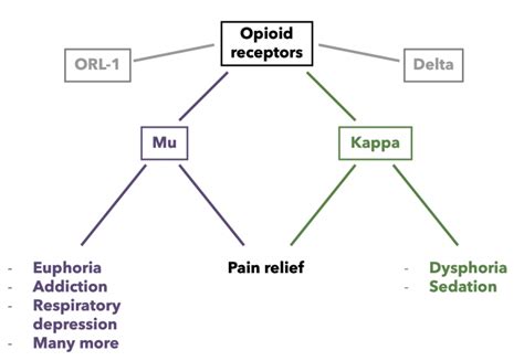 Pathways and Receptors – Opioid Peptides