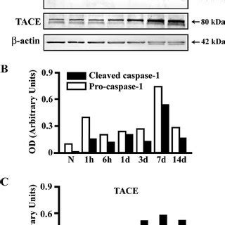 The active forms of the enzymes that mediate the proteolytic cleavage... | Download Scientific ...