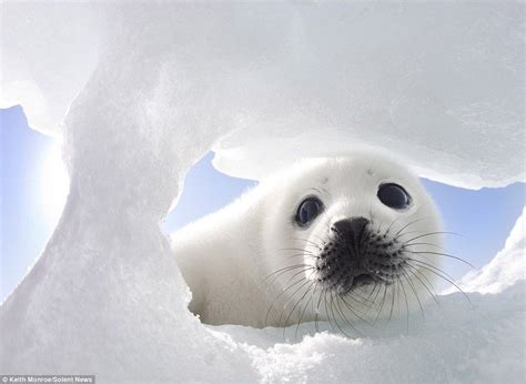 It's not too cold is it mum? Cute baby seal tests the temperature of the water by cautiously ...