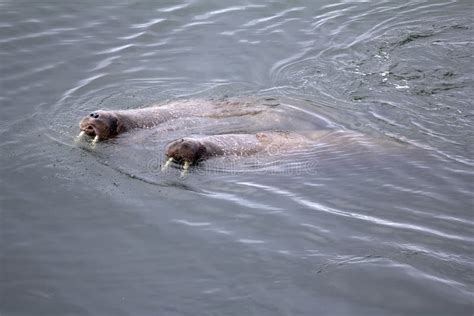 Two Atlantic Walrus in State of Mating. Barents Sea Stock Photo - Image of ecology, diver: 78100702