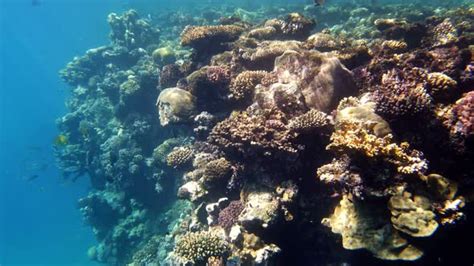 Underwater Coral Reef, Stock Footage | VideoHive