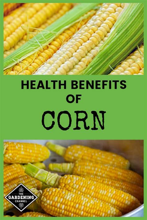 Health Benefits of Corn - Gardening Channel