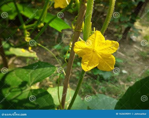 Yellow Colour Cucumber Flower on the Plant. Stock Image - Image of ...