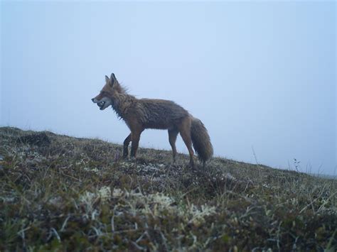 Climate change ‘forcing predators to move into Arctic nesting grounds ...