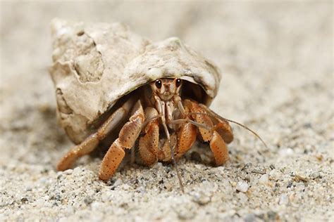 Molting Hermit Crabs: Advice on Care