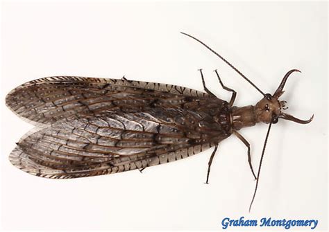 Megaloptera-Corydalinae-Corydalus-Dobsonflies (A) | Urban Programs – El ...