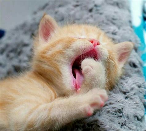 Yaaaawn. Nite-nite! | Kittens cutest, Cute cats, Baby animals